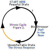 Some stress cycles are easier to move through than others