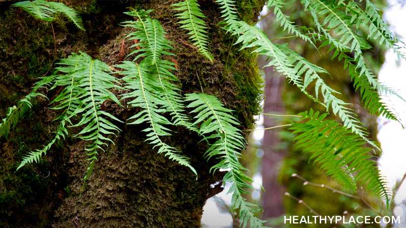 Licorice is an herbal remedy used to relieve respiratory ailments, skin diseases and stomach problems. Learn about the usage, dosage, side-effects of Licorice.