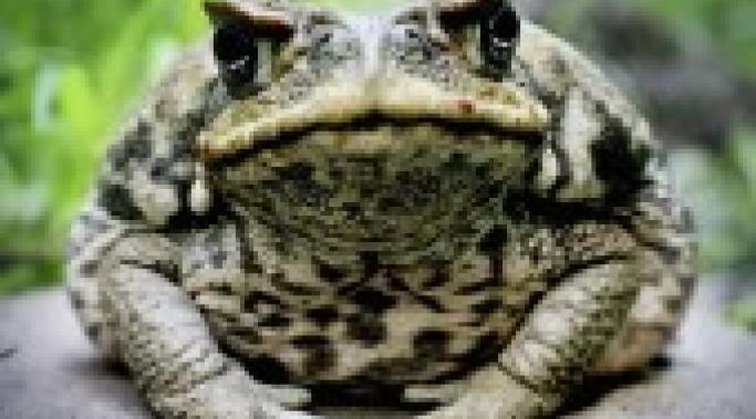 bloated-toad