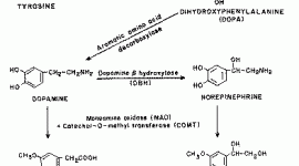 L Tyrosine Biochemical Process