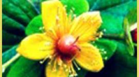 St. John's Wort is an alternative therapy for depression. Read all about St. John's Wort and the treatment of depression. HealthyPlace.com Depression Center